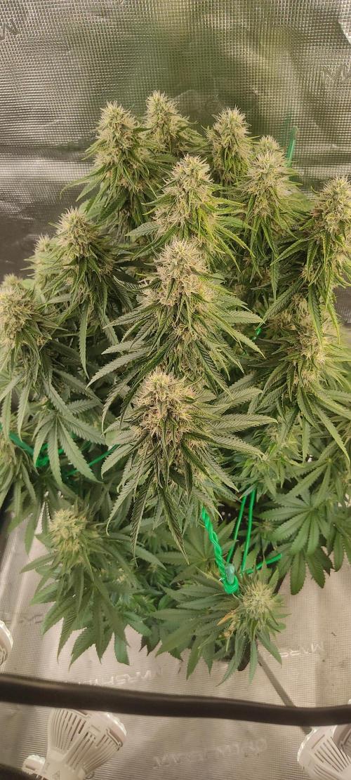 Fast Buds Mix Pack last seed. Week 11