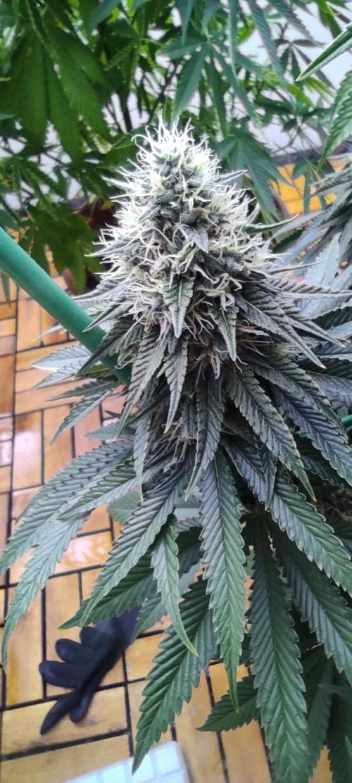 Fast Buds Mix Pack last seed. Week 12