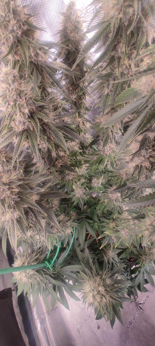 Fast Buds Mix Pack last seed. Week 12