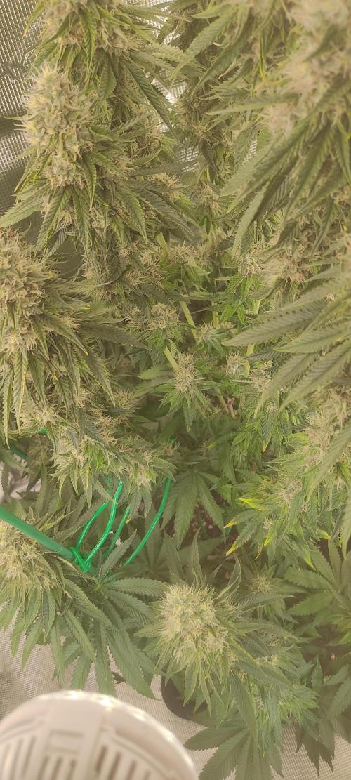 Mix Pack. Week 12
