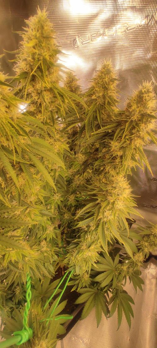 Mix Pack. Week 12