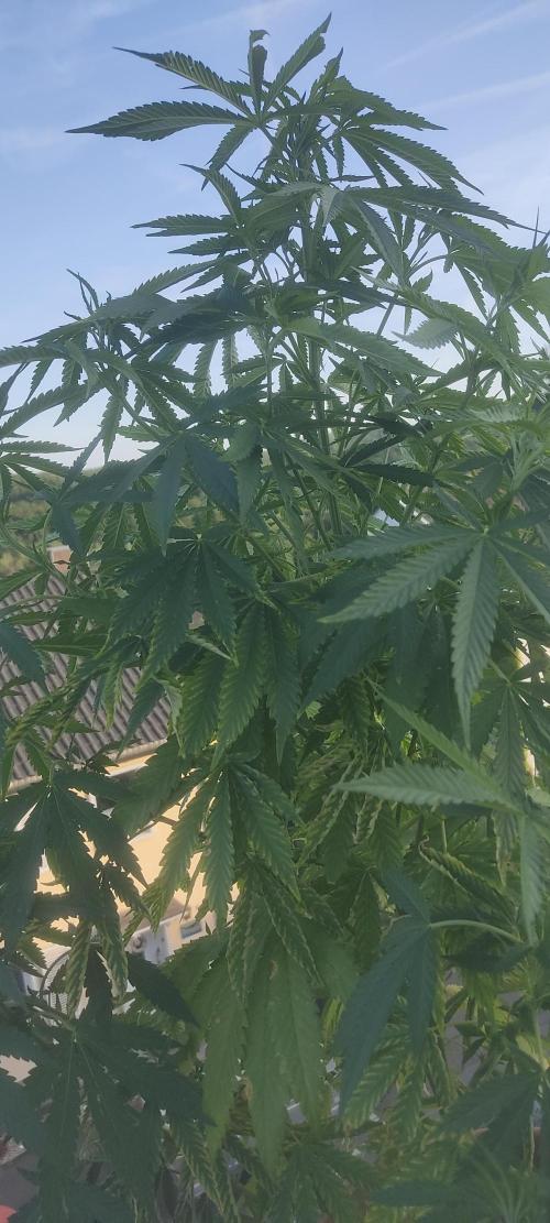 Fast Buds Photo Mix Bagseed. Week 11