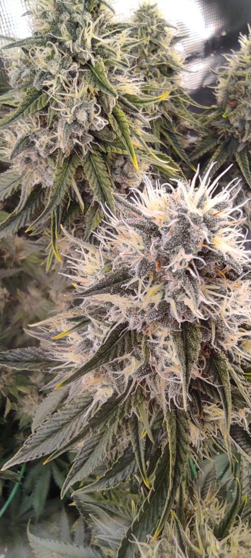 Fast Buds Mix Pack last seed. Week 12