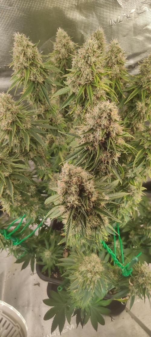 Fast Buds Mix Pack last seed. Week 13