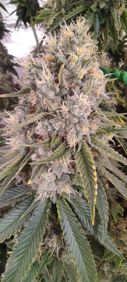 Fast Buds Mix Pack last seed. Week 13