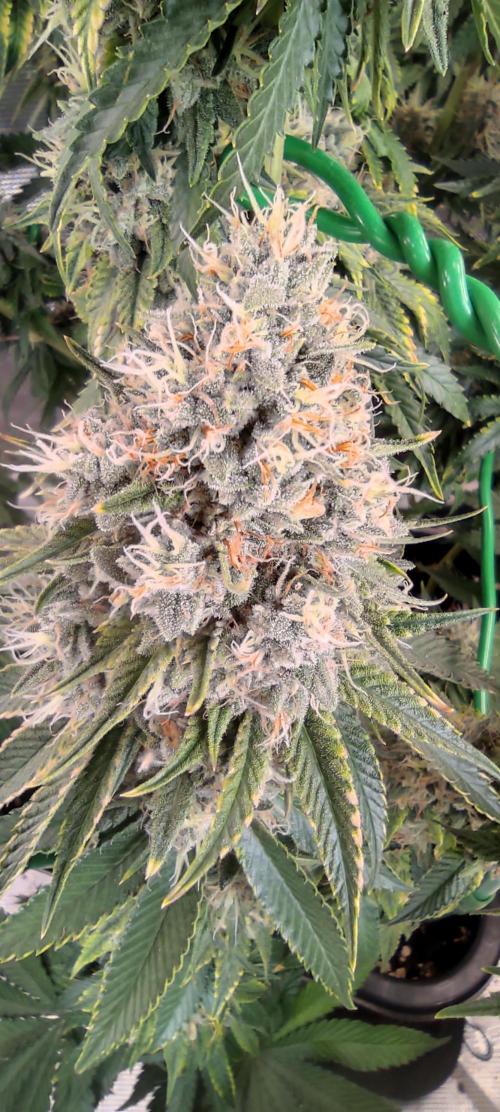 Fast Buds Mix Pack last seed. Week 13