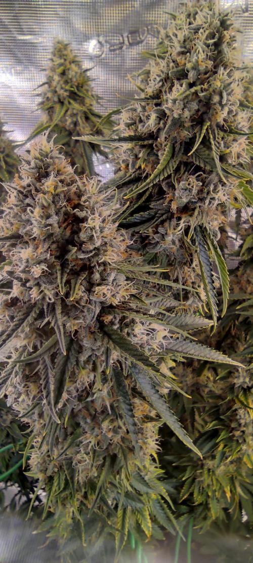 Fast Buds Mix Pack last seed. Week 13