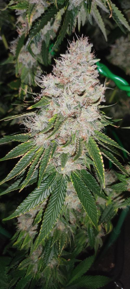 Fast Buds Mix Pack last seed. Week 13