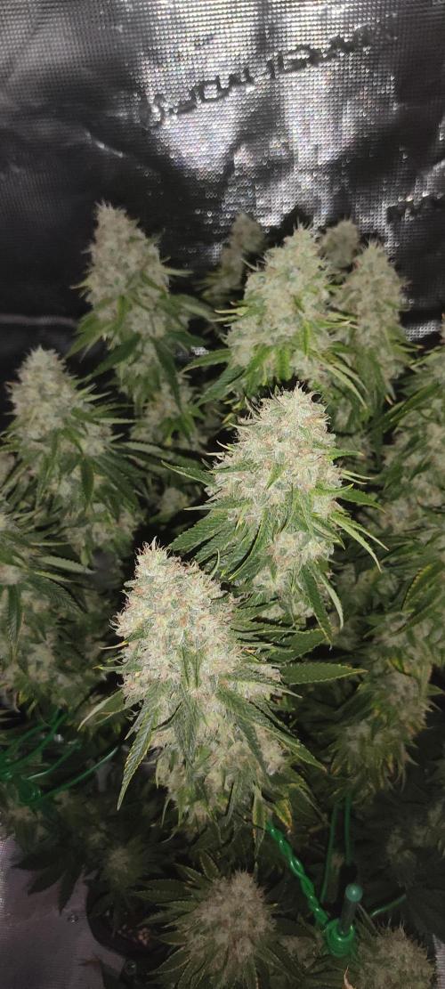 Fast Buds Mix Pack last seed. Week 13