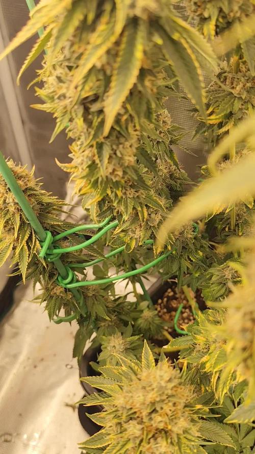 Fast Buds Mix Pack last seed
