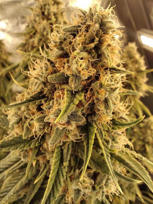 Fast Buds Mix Pack last seed. Week 14