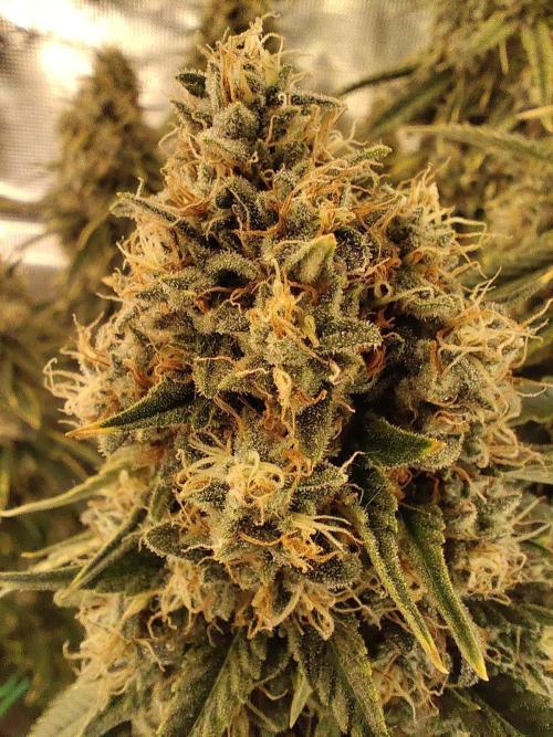 Fast Buds Mix Pack last seed. Week 14