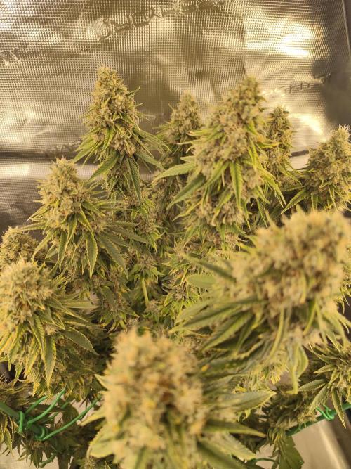 Fast Buds Mix Pack last seed. Week 14