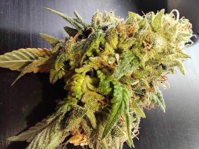 Fast Buds Mix Pack last seed. Week 14