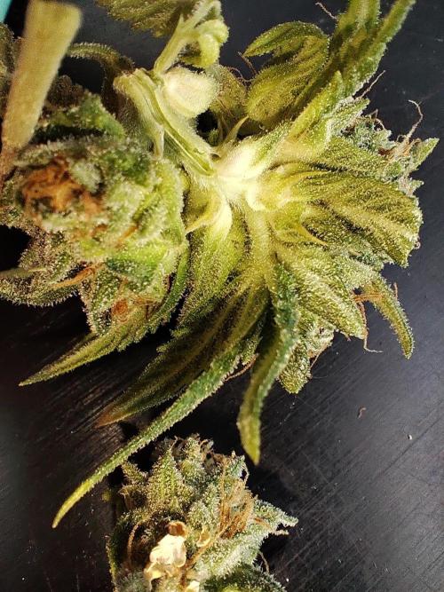 Fast Buds Mix Pack last seed. Week 14