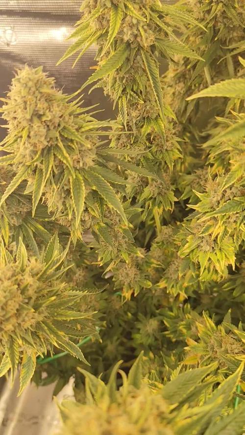 Fast Buds Mix Pack last seed