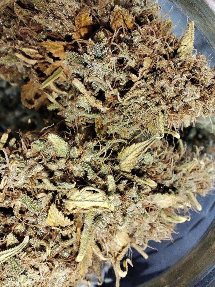 Fast Buds Mix Pack last seed. Week 15