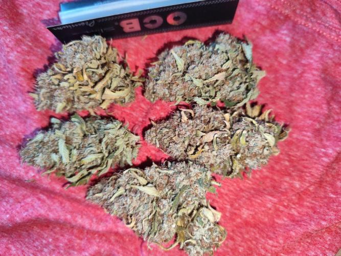 Fast Buds Mix Pack last seed. Week 15