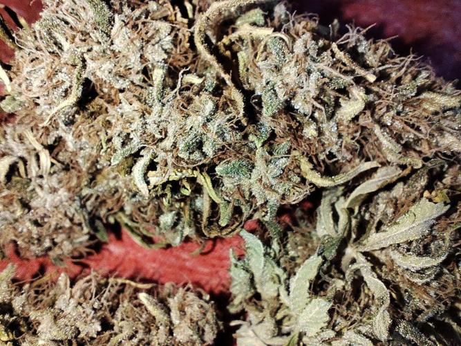 Fast Buds Mix Pack last seed. Week 15