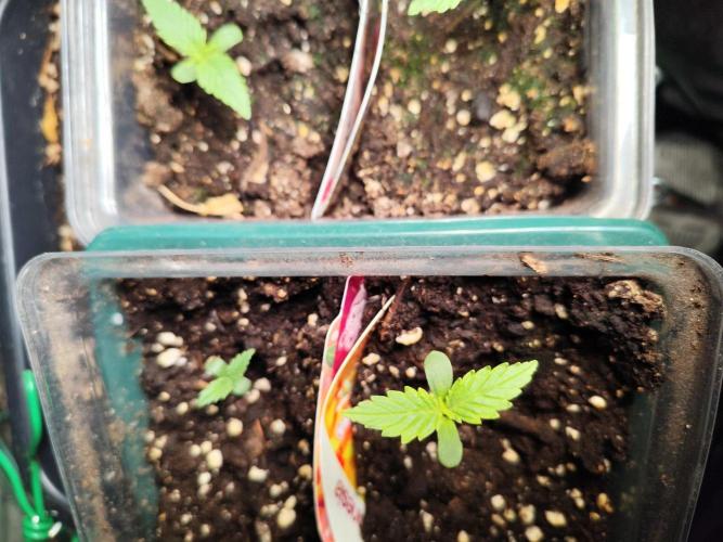 Zamnesia - Club Tropicana Auto. Week 0