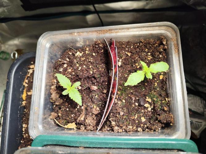 Zamnesia - Club Tropicana Auto. Week 0