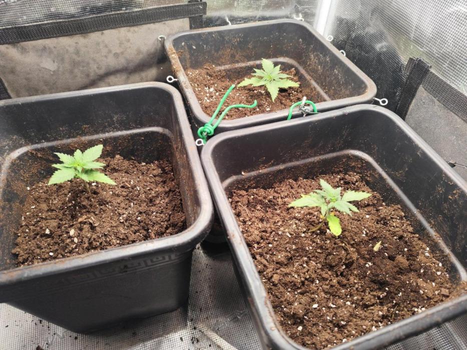 Zamnesia - Club Tropicana Auto. Week 1