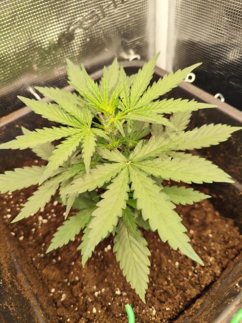 Zamnesia - Club Tropicana Auto. Week 2