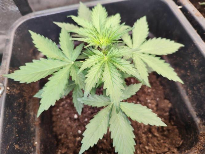 Zamnesia - Club Tropicana Auto. Week 2