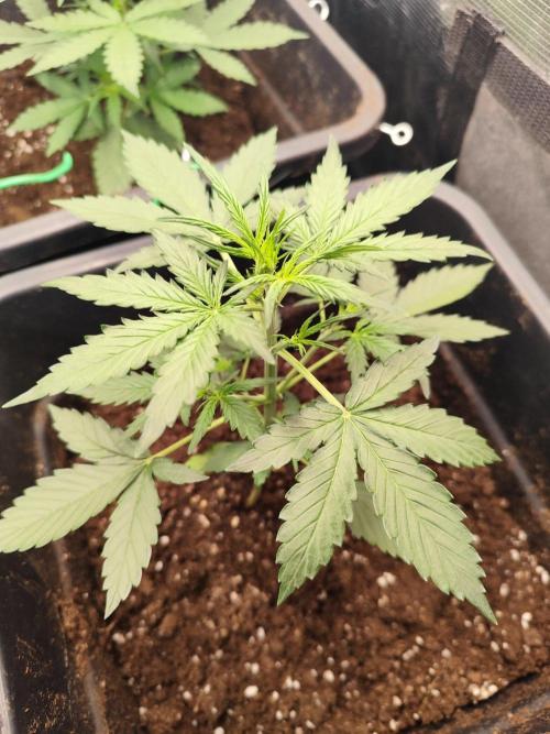 Zamnesia - Club Tropicana Auto. Week 2