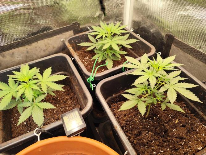 Zamnesia - Club Tropicana Auto. Week 2