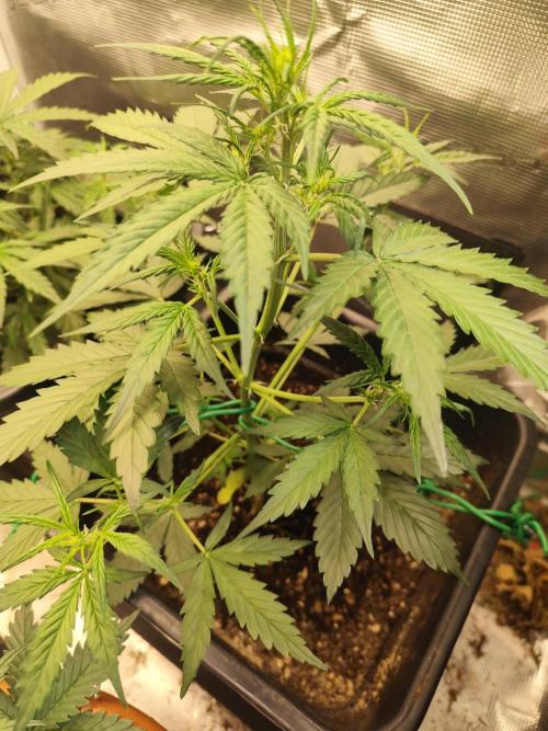 Zamnesia - Club Tropicana Auto. Week 3