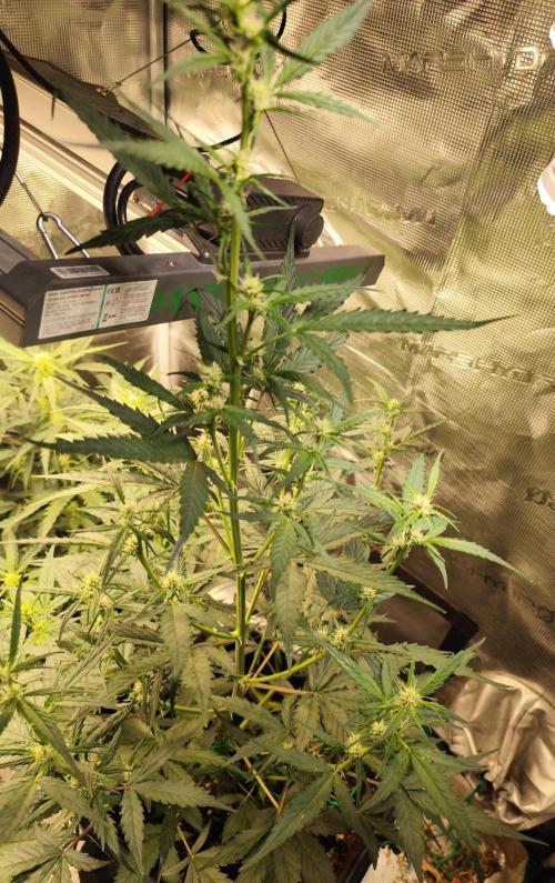 Zamnesia - Club Tropicana Auto. Week 4