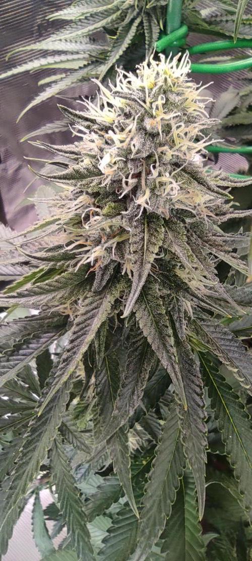 Fast Buds Mix Pack last seed. Week 13