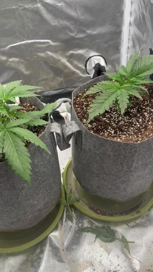 Cookie gelato