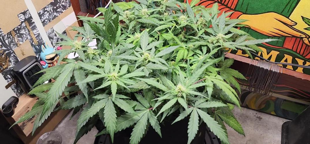 Dosidos Under Desk Grow