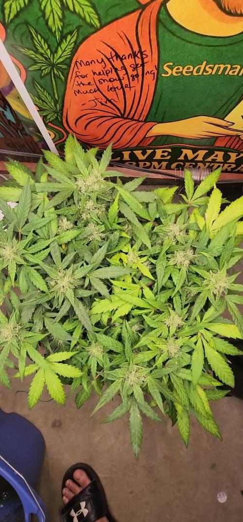 Dosidos Under Desk Grow