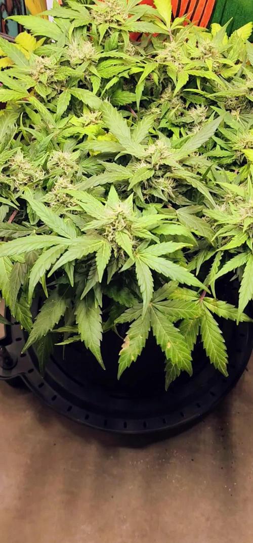 Dosidos Under Desk Grow