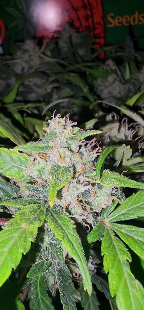 Dosidos Under Desk Grow