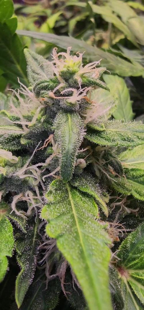 Dosidos Under Desk Grow