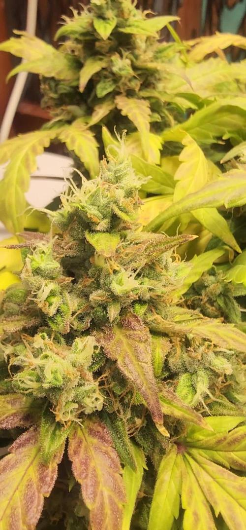 2025 Spring/Summer Under Desk Grow