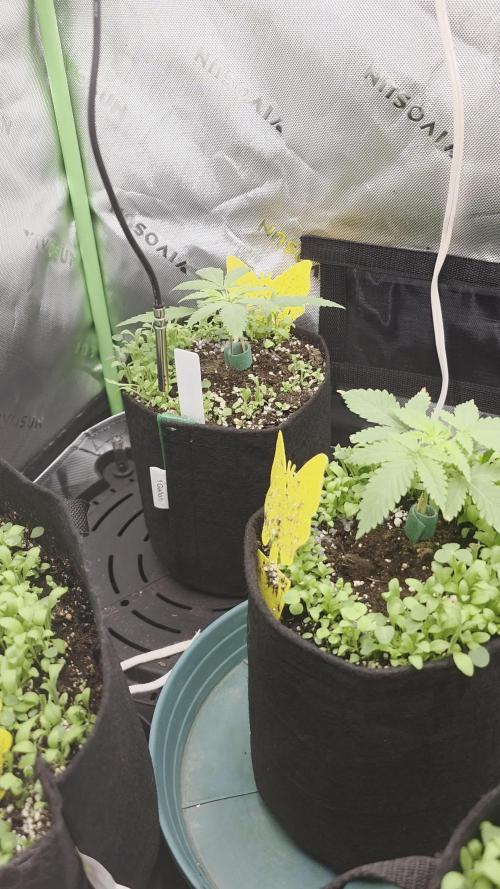 Summer/Fall Indoor 2025