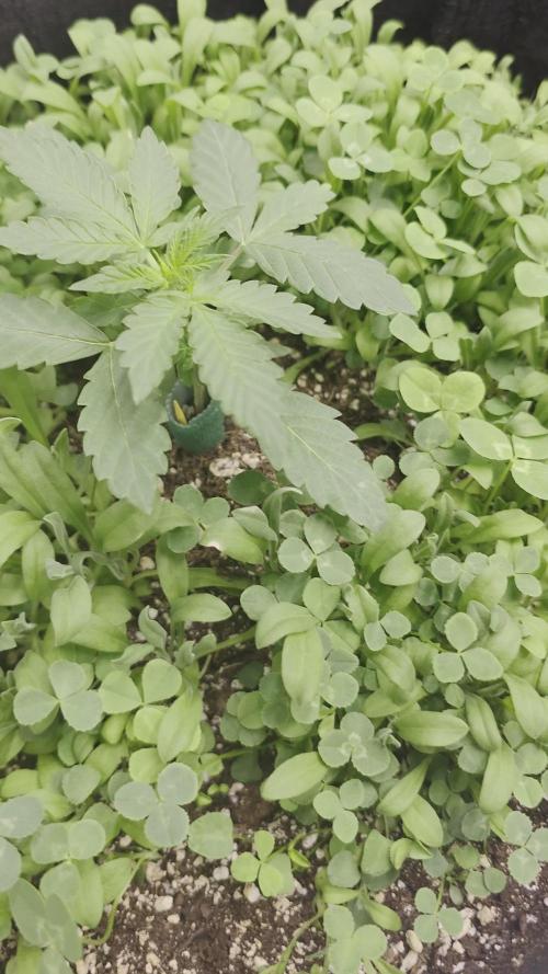 Summer/Fall Indoor 2025