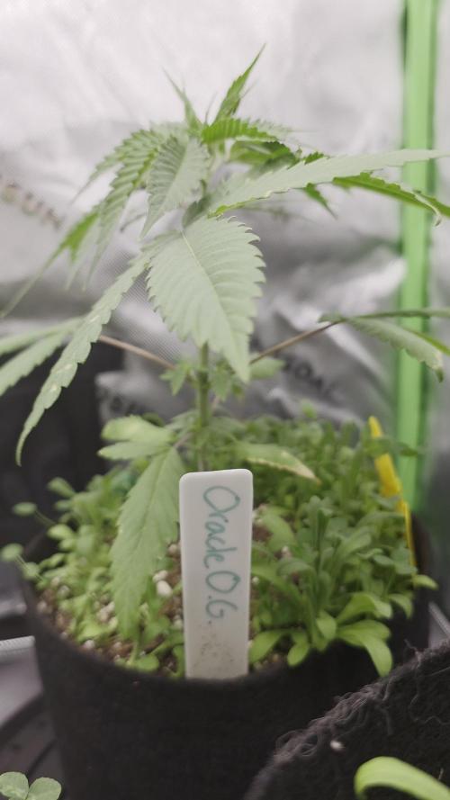 Summer/Fall Indoor 2025