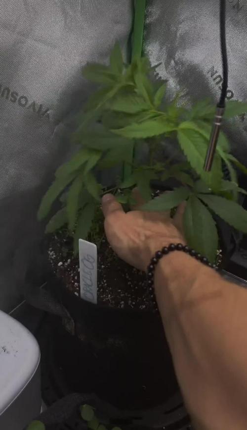 Summer/Fall Indoor 2025