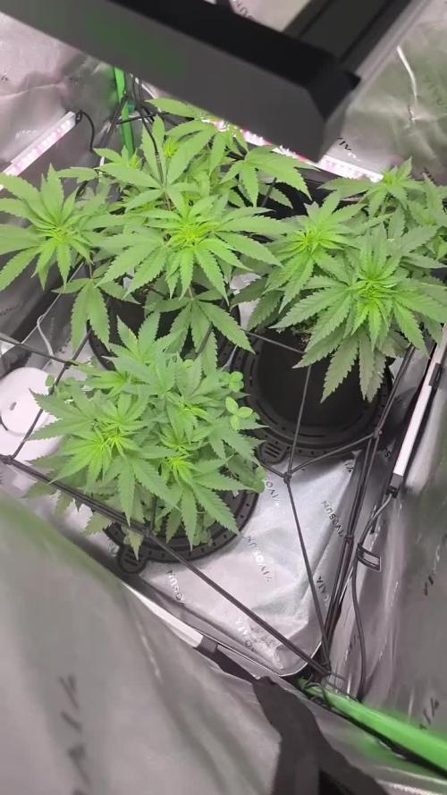 Summer/Fall Indoor 2025