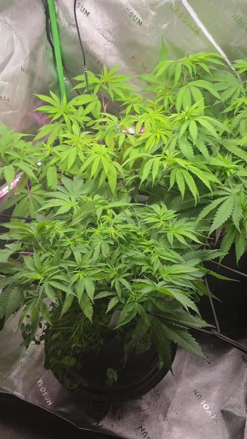 Summer/Fall Indoor 2025