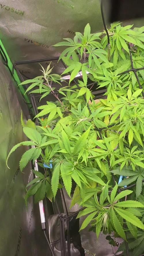 2025 Summer/Fall Indoor