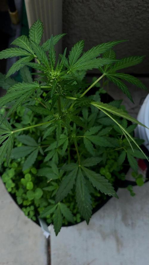 Summer/Fall Outdoor 2025