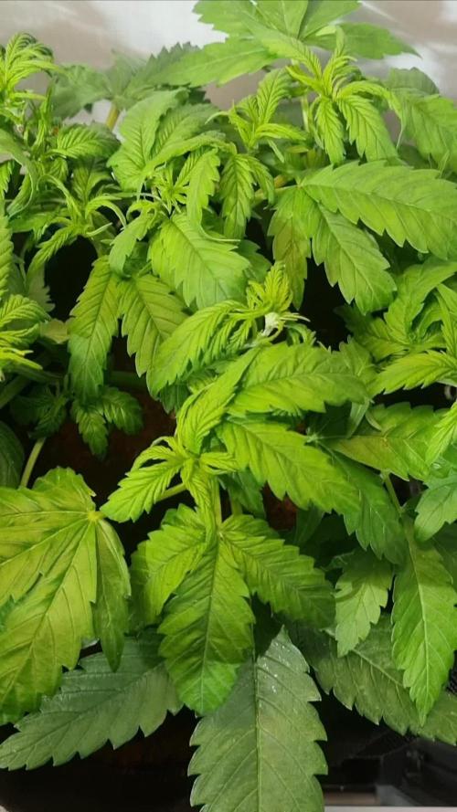 First Grow S.A.D Afgahni & Skywalker OG Auto