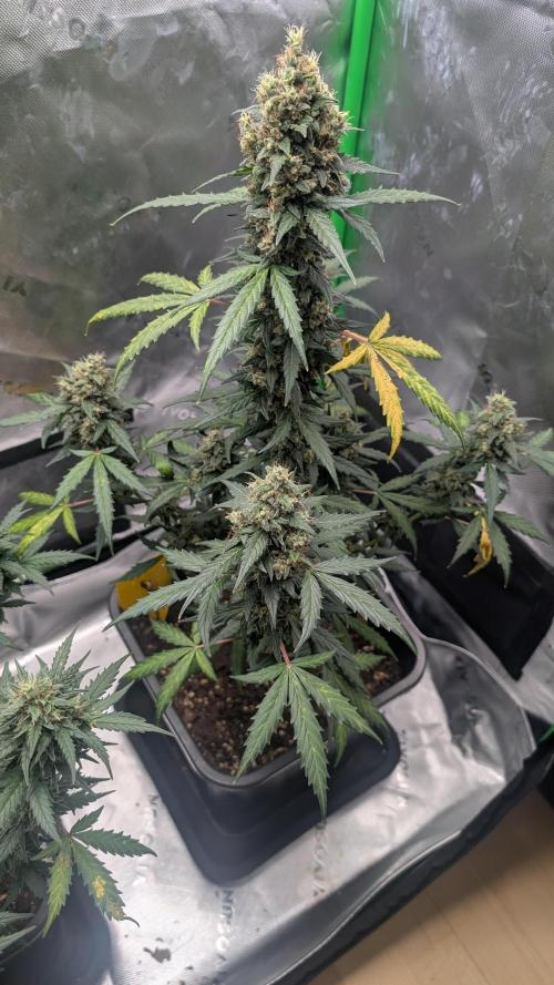 #2: Bubble Kush Cake Auto | Bud Voyage. Week 10 - Day 69